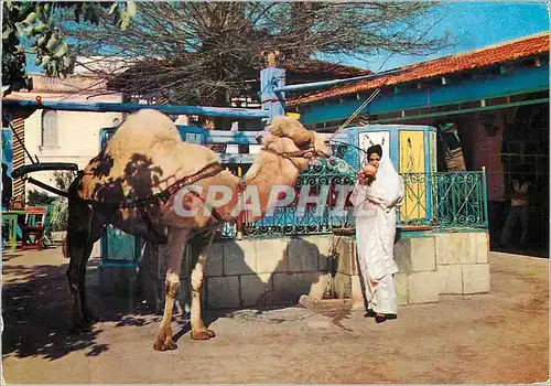 Cartes postales moderne La Marsa Cafe du Saf saf Chameau