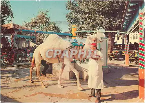 Cartes postales moderne La Marsa Tunisie Le Cafe Saf Saf Chameau
