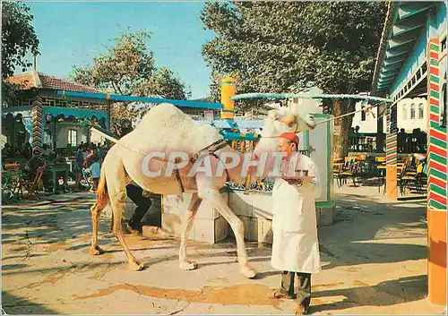 Cartes postales moderne La Marsa Tunisie Le Cafe Saf Saf Chameau