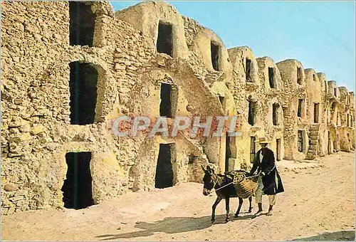 Cartes postales moderne Tunisie Medenine les Ghorfas Ane Donkey