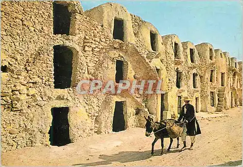 Cartes postales moderne Tunisie Medenine les Ghorfas Ane Donkey