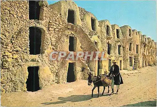 Cartes postales moderne Tunisie Medenine les Ghorfas Ane Donkey