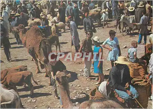 Cartes postales moderne Nabeul Marche aux chameaux