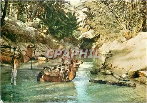 Cartes postales moderne Nefta Oasis