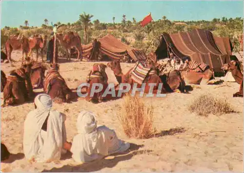 Cartes postales moderne Nefta Tunisie Nomades
