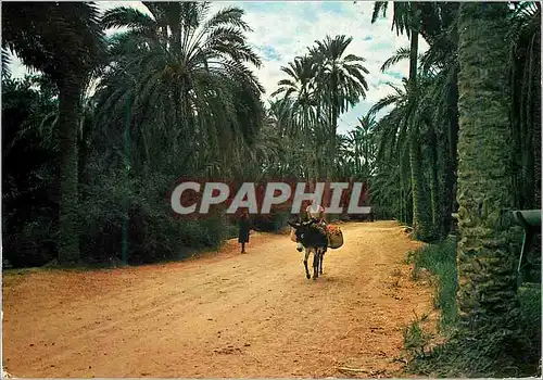 Cartes postales moderne Tunisie Nefta Les Oasis Eterneles