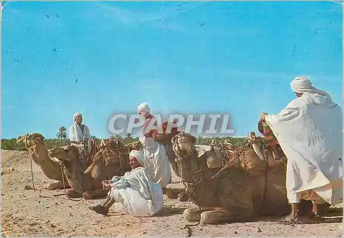 Cartes postales moderne Nefta Chameliers Camel