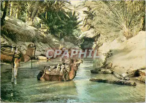 Cartes postales moderne Tunisie Nefta L'Oasis