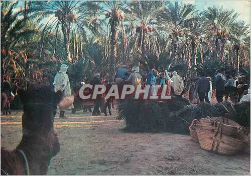 Cartes postales moderne Nefta Le Marche