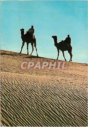Cartes postales moderne Nefta Deux sur la dune