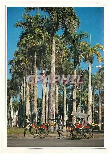Cartes postales moderne Pousse a Tamatave