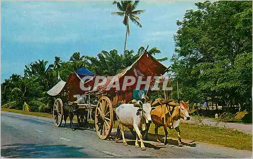 Cartes postales moderne Bullock Carts Malacca