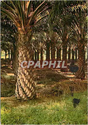 Moderne Karte Oil palms Next to rubber Malaysia's most important agricultural crop