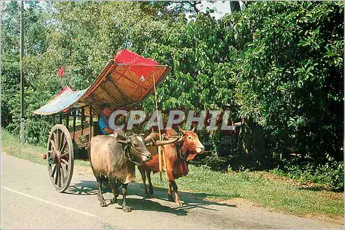 Cartes postales moderne Bullock Cert An old form of transport which is disappearing due to present day mechanisation