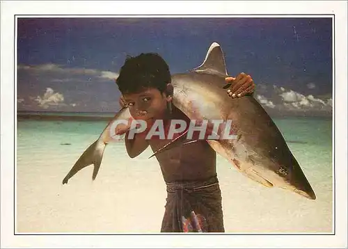 Cartes postales moderne Maldives Island Requin a pointe blanche