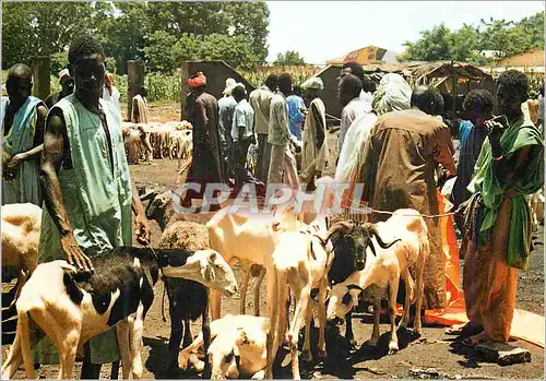 Cartes postales moderne La Tabaski Vendeurs de moutons