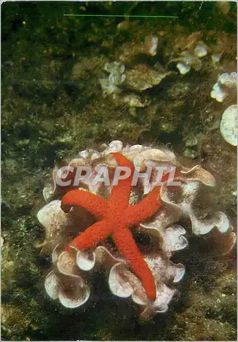 Cartes postales moderne Vers l Orient Malte Fonds marins