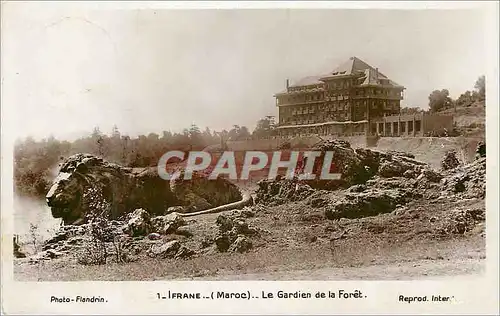 Ansichtskarte AK Ifrane Maroc Le Gardien de la Foret