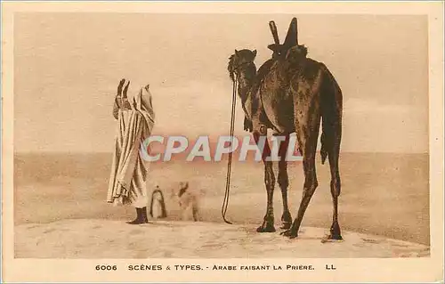 Cartes postales Scenes Arabe Faisant La Priere Chameau
