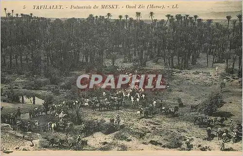 Cartes postales Tafilalet Palmeraie du Mesky Militaria