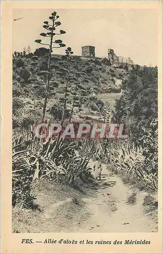 Ansichtskarte AK Fes Allee d'Aloes et les ruines des Merinides