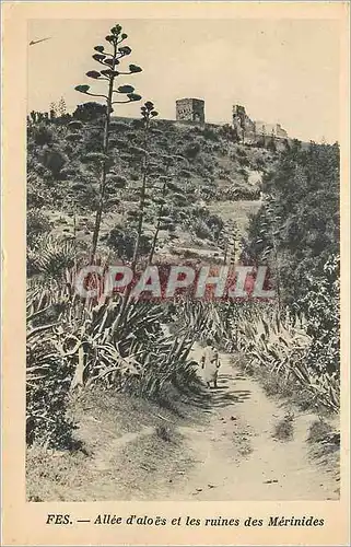 Cartes postales Fes Allee d'Aloes et les ruines des Merinides