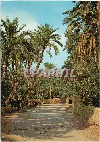 Cartes postales moderne Sud Marocain Palmeraie dattiers