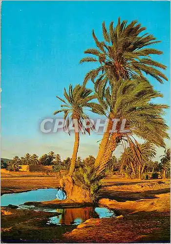 Cartes postales moderne Chauds reflets a l oasis