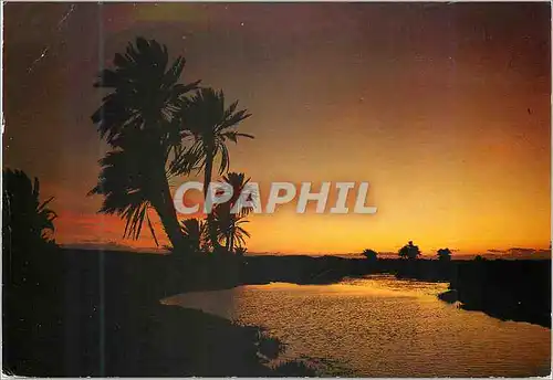 Cartes postales moderne Coucher de soleil a l oasis