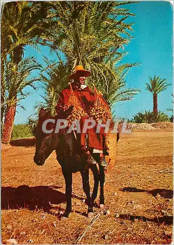 Cartes postales moderne Maroc Typique Ane Donkey
