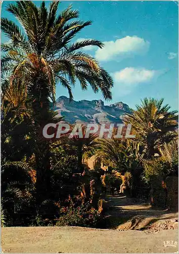 Cartes postales moderne Sud Marocain Vallee du Draa Un coin de la palmeraie