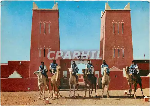 Cartes postales moderne Maroc Sud Marocain Meharistes devant la Poste de M Hamid Chameau