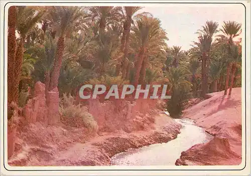 Cartes postales moderne Maroc Typique Sud Marocain
