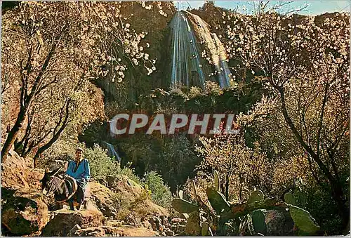 Cartes postales moderne Sud Marocain Agadir Cascade d Immouzer des Idaou Tanane Ane Donkey