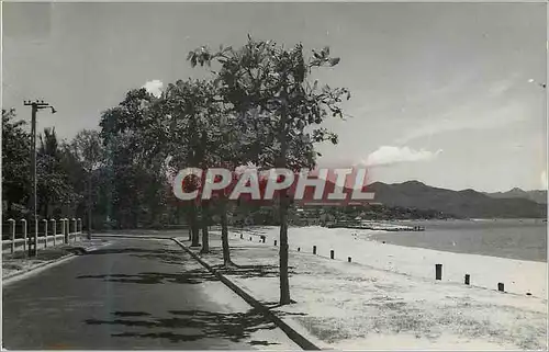 CARTE PHOTO Arbres Route