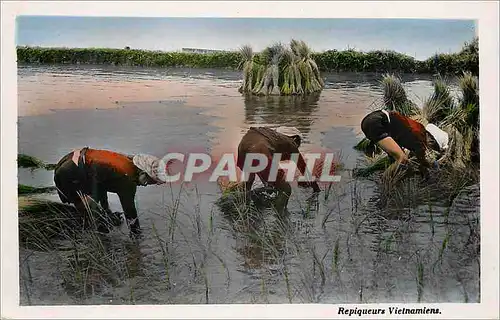 Cartes postales moderne Repiqueurs Vietnamiens