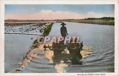 Cartes postales moderne Hersage par buffles contre jour