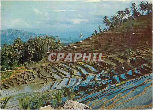 Cartes postales moderne A fine view of the rice fields terrace at Bukit Djambul