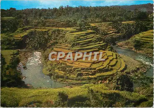 Cartes postales moderne One of the beautiful rice fields on Bali