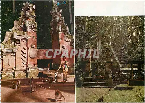 Cartes postales moderne The sacred monkey forest Sangeh Bali