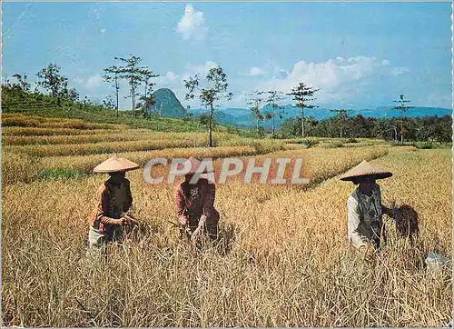 Moderne Karte Western Jawa The fertile terraced rice fields ripe for harvesting