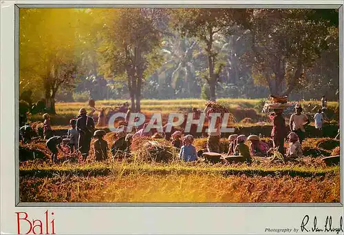 Cartes postales moderne Bali