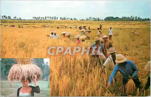 Moderne Karte Panen selahi bagus di Bali