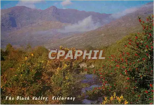 Cartes postales moderne Autumn view in the Black Valley looking north west to Macgillycuddys Reeks Irelands highest moun