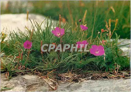 Moderne Karte Irish Flora Bloody Cranesbill Geranium sanguineum