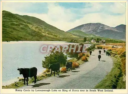 Cartes postales moderne Kerry cattle by Looscaunach lake on ring of Kerry tour in South West Ireland