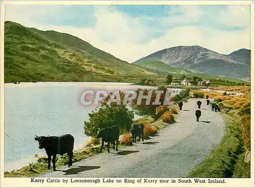 Moderne Karte Kerry cattle by Looscaunach lake on ring of Kerry tour in South West Ireland