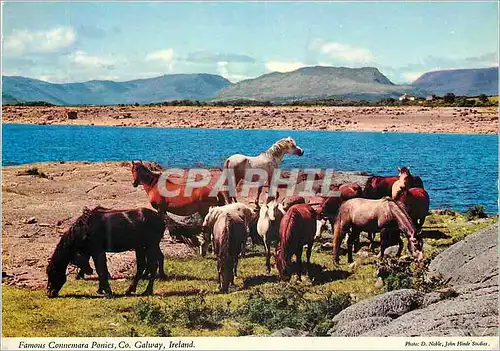 Cartes postales moderne Famous Connemara ponies Co Galway Ireland
