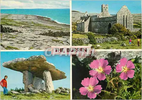 Cartes postales moderne The Burren Great Duck