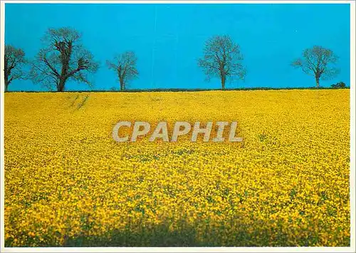 Cartes postales moderne Rape Ireland